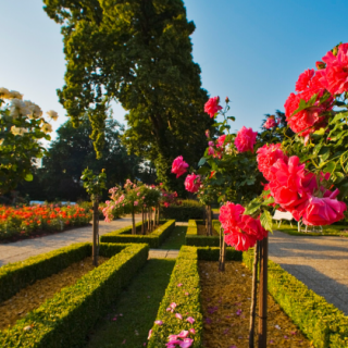 Rózsavirágzás Baden bei Wienben